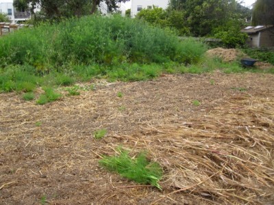 fennelmulch