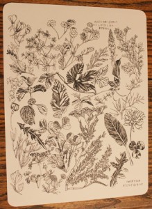 medicinalherbposterphoto