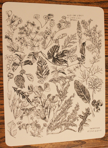 medicinalherbposterphoto