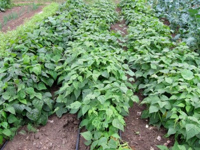 bean rows