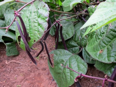 purple beans