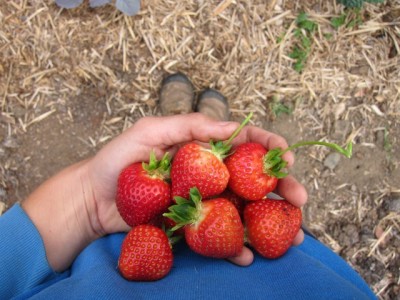 strawberries