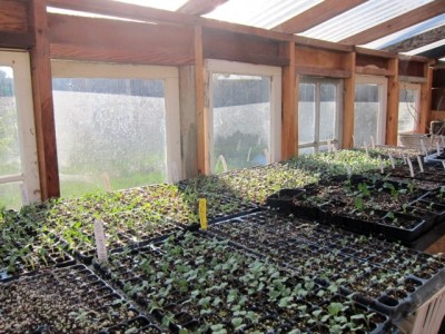 january seedlings 02