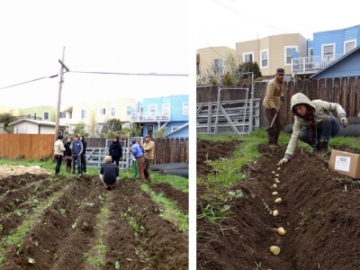 potato planting