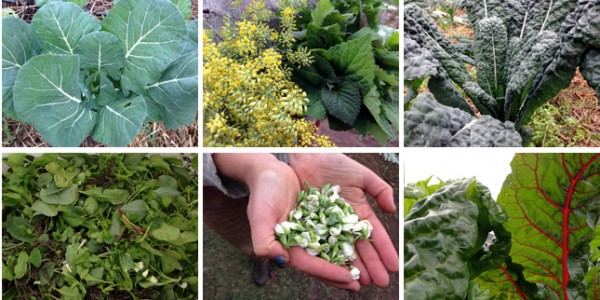 fall produce collage