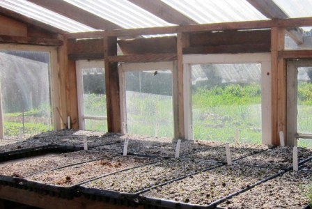 greenhouse trays