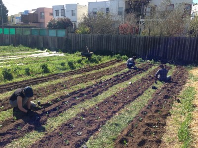 springplanting