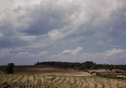 corn field LofC