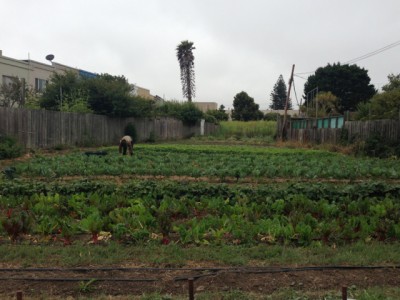 harvesting