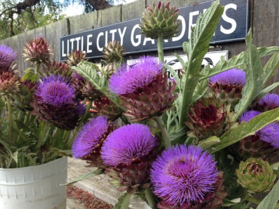 cardoon flowers