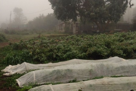 foggy farm 02
