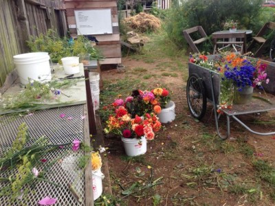 flowers11